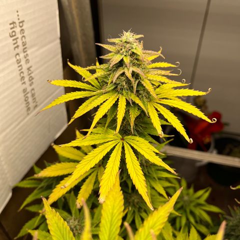 GSC growlog timeline photo