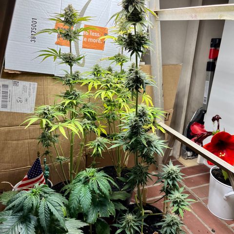 GSC growlog timeline photo