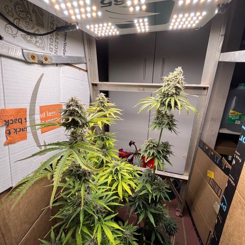 GSC growlog timeline photo
