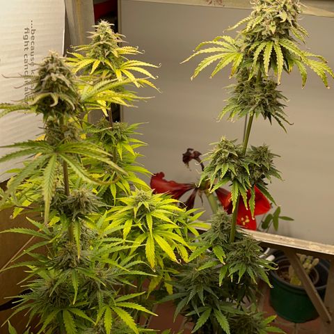 GSC growlog timeline photo