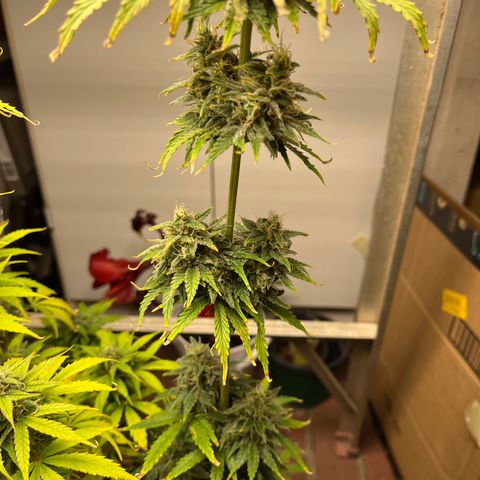 GSC growlog timeline photo
