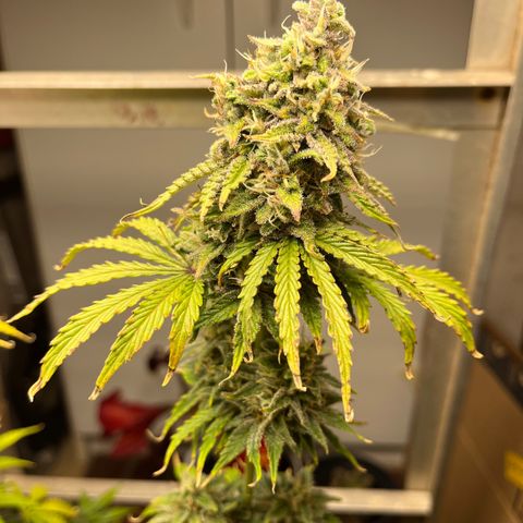 GSC growlog timeline photo
