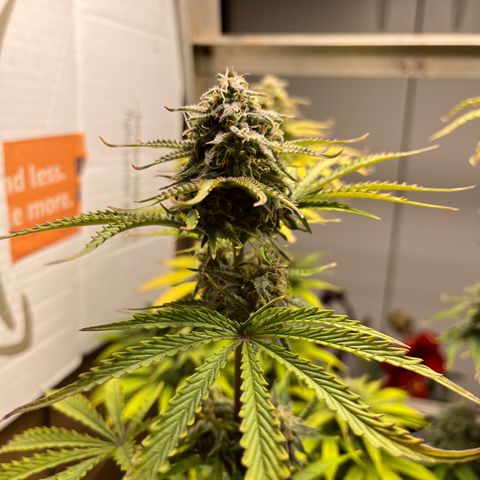 GSC growlog timeline photo