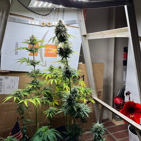 GSC growlog timeline photo