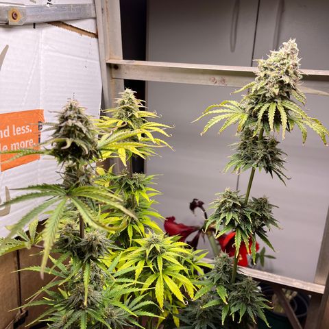 GSC growlog timeline photo