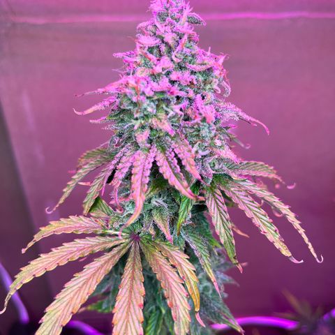 GSC growlog photo: Northern lights and my new strains I started for a future outdoor grow sit alongside my main show: GSC. 