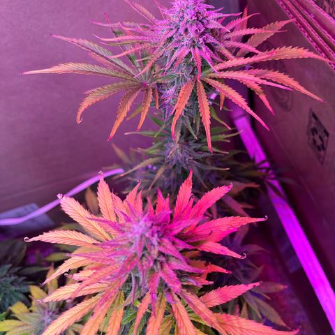 GSC growlog photo: Northern lights and my new strains I started for a future outdoor grow sit alongside my main show: GSC. 