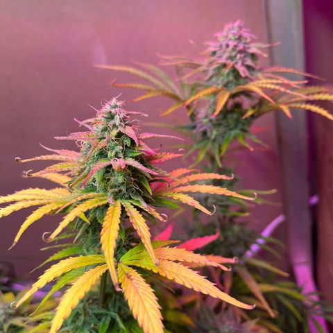 GSC growlog photo: Northern lights and my new strains I started for a future outdoor grow sit alongside my main show: GSC. 