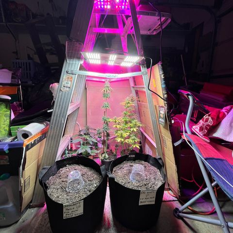 GSC growlog photo: Northern lights and my new strains I started for a future outdoor grow sit alongside my main show: GSC. 