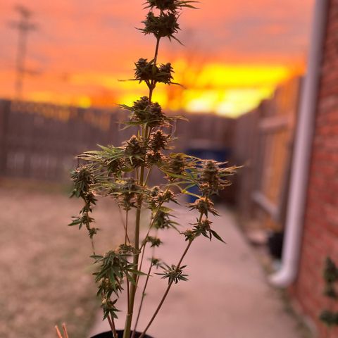 GSC growlog photo: Enjoying one last sunset with the girls before I chop them down later that night. Lol! When you spend so much time growing, they become like pets. 