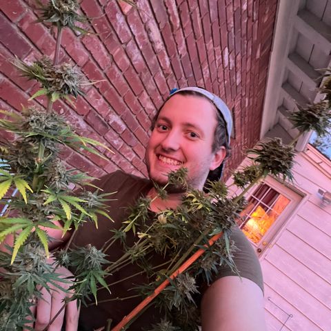 GSC growlog photo: Enjoying one last sunset with the girls before I chop them down later that night. Lol! When you spend so much time growing, they become like pets. 