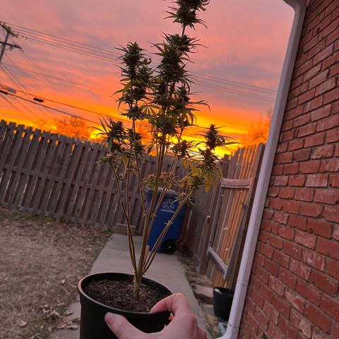 GSC growlog photo: Enjoying one last sunset with the girls before I chop them down later that night. Lol! When you spend so much time growing, they become like pets. 