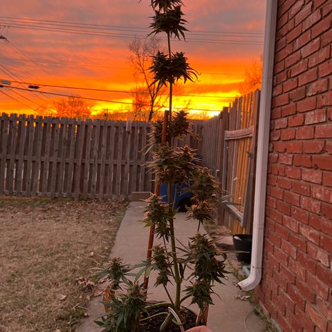 GSC growlog photo: Enjoying one last sunset with the girls before I chop them down later that night. Lol! When you spend so much time growing, they become like pets. 