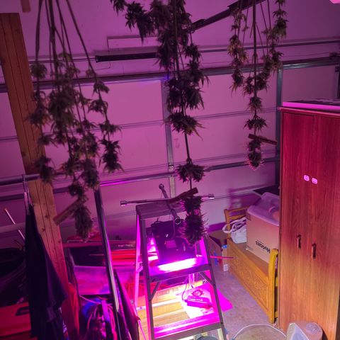 GSC growlog photo: Enjoying one last sunset with the girls before I chop them down later that night. Lol! When you spend so much time growing, they become like pets. 