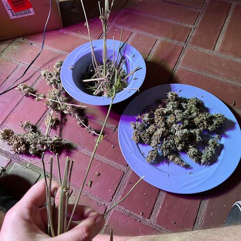 GSC growlog photo: 3oz dry. 