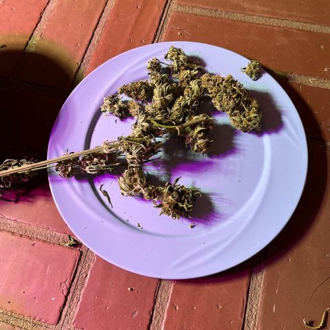 GSC growlog photo: 3oz dry. 