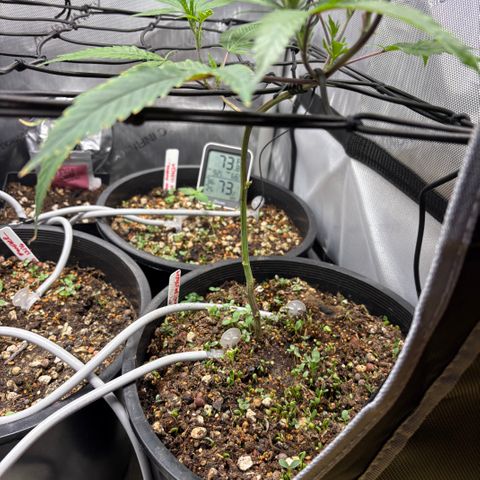  Grafton Monster, DosiDo, Caramel Cream, Gas Mask (Autos and Photos)  growlog photo: Early stages. Gas mask clone is already training and growing wild. Using roots organic nutrients and build-a-soil with recharge terp tea and clovers for cover crop! 