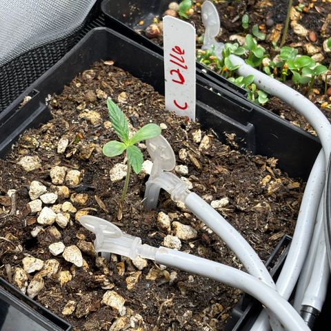  Grafton Monster, DosiDo, Caramel Cream, Gas Mask (Autos and Photos)  growlog photo: Early stages. Gas mask clone is already training and growing wild. Using roots organic nutrients and build-a-soil with recharge terp tea and clovers for cover crop! 