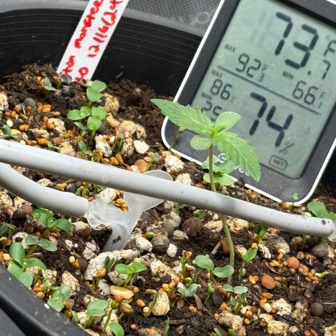  Grafton Monster, DosiDo, Caramel Cream, Gas Mask (Autos and Photos)  growlog photo: Early stages. Gas mask clone is already training and growing wild. Using roots organic nutrients and build-a-soil with recharge terp tea and clovers for cover crop! 