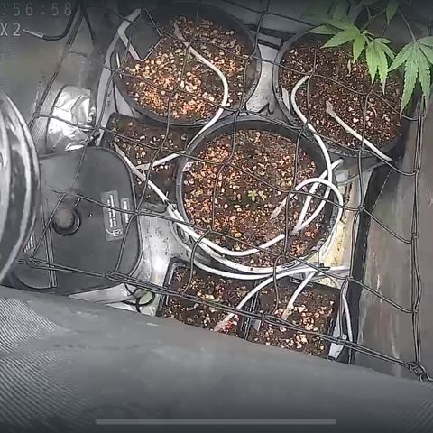 Grafton Monster, DosiDo, Caramel Cream, Gas Mask (Autos and Photos)  growlog photo: Early stages. Gas mask clone is already training and growing wild. Using roots organic nutrients and build-a-soil with recharge terp tea and clovers for cover crop! 