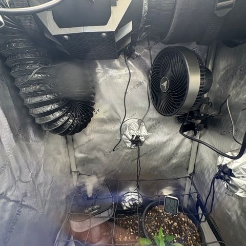  Grafton Monster, DosiDo, Caramel Cream, Gas Mask (Autos and Photos)  growlog photo: Early stages. Gas mask clone is already training and growing wild. Using roots organic nutrients and build-a-soil with recharge terp tea and clovers for cover crop! 