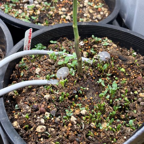  Grafton Monster, DosiDo, Caramel Cream, Gas Mask (Autos and Photos)  growlog photo: Early stages. Gas mask clone is already training and growing wild. Using roots organic nutrients and build-a-soil with recharge terp tea and clovers for cover crop! 
