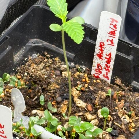  Grafton Monster, DosiDo, Caramel Cream, Gas Mask (Autos and Photos)  growlog photo: Early stages. Gas mask clone is already training and growing wild. Using roots organic nutrients and build-a-soil with recharge terp tea and clovers for cover crop! 