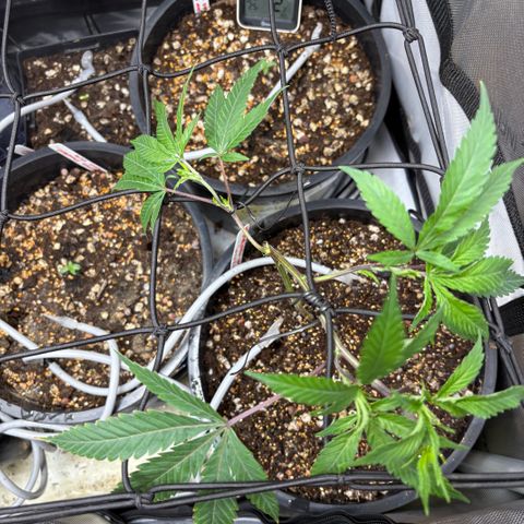 Grafton Monster, DosiDo, Caramel Cream, Gas Mask (Autos and Photos)  growlog photo: Early stages. Gas mask clone is already training and growing wild. Using roots organic nutrients and build-a-soil with recharge terp tea and clovers for cover crop! 