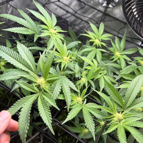  Grafton Monster, DosiDo, Caramel Cream, Gas Mask (Autos and Photos)  growlog photo: Update! 