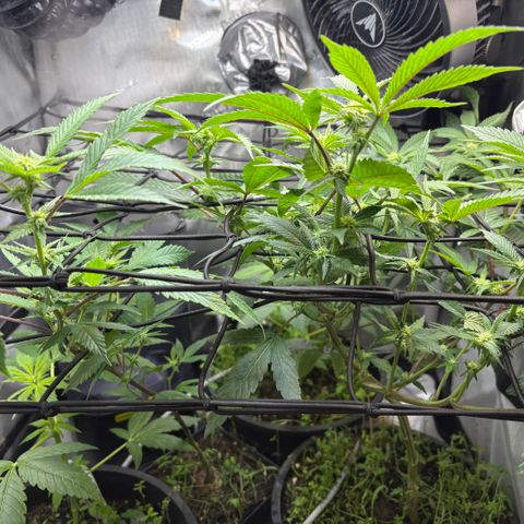  Grafton Monster, DosiDo, Caramel Cream, Gas Mask (Autos and Photos)  growlog photo: Update! 