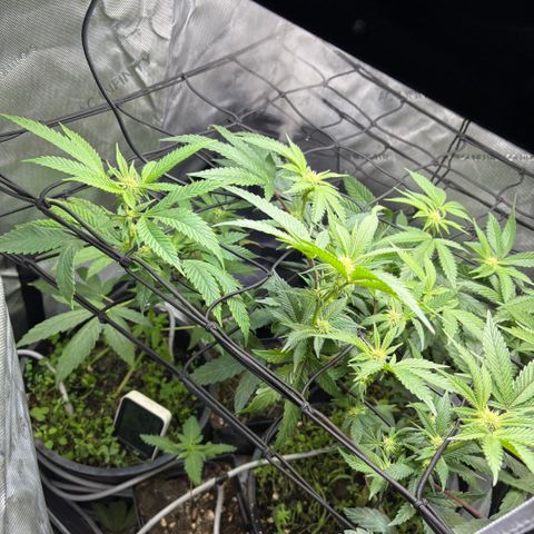  Grafton Monster, DosiDo, Caramel Cream, Gas Mask (Autos and Photos)  growlog photo: Update! 
