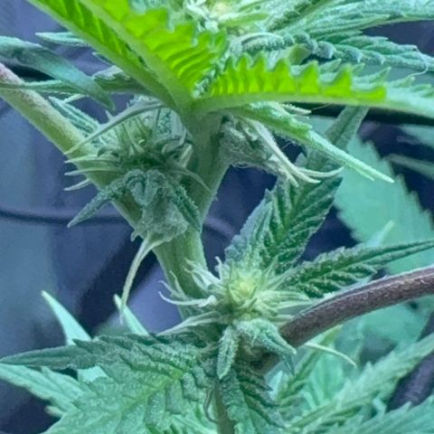  Grafton Monster, DosiDo, Caramel Cream, Gas Mask (Autos and Photos)  growlog photo: Update! 