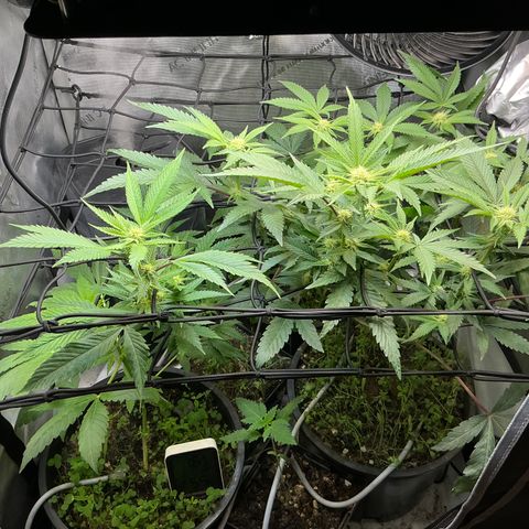  Grafton Monster, DosiDo, Caramel Cream, Gas Mask (Autos and Photos)  growlog photo: Update! 