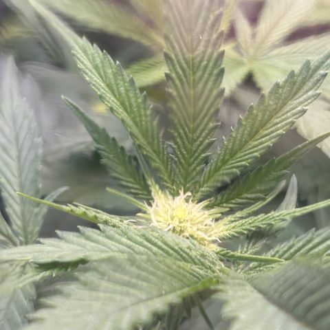 Grafton Monster, DosiDo, Caramel Cream, Gas Mask (Autos and Photos)  growlog photo: Update! 