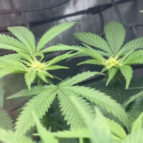  Grafton Monster, DosiDo, Caramel Cream, Gas Mask (Autos and Photos)  growlog photo: Update! 