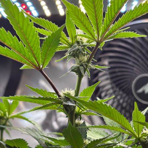  Grafton Monster, DosiDo, Caramel Cream, Gas Mask (Autos and Photos)  growlog timeline photo