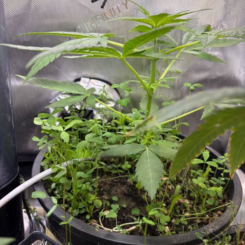  Grafton Monster, DosiDo, Caramel Cream, Gas Mask (Autos and Photos)  growlog timeline photo