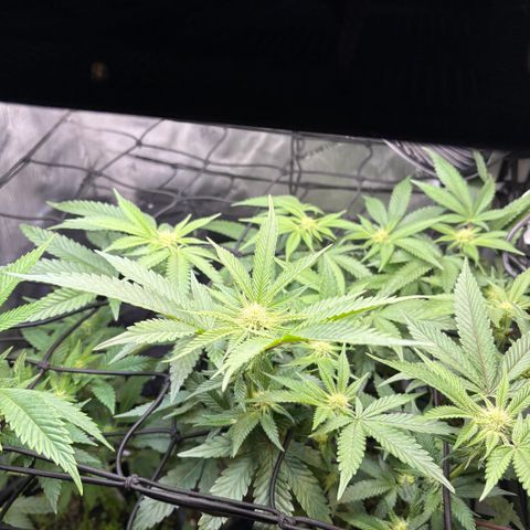  Grafton Monster, DosiDo, Caramel Cream, Gas Mask (Autos and Photos)  growlog timeline photo