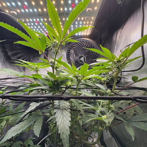  Grafton Monster, DosiDo, Caramel Cream, Gas Mask (Autos and Photos)  growlog timeline photo