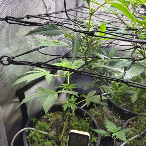  Grafton Monster, DosiDo, Caramel Cream, Gas Mask (Autos and Photos)  growlog timeline photo