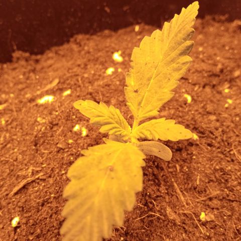 Gorila glue auto growlog timeline photo