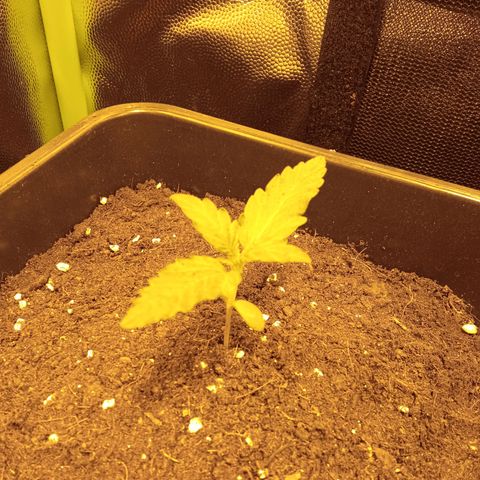 Gorila glue auto growlog timeline photo