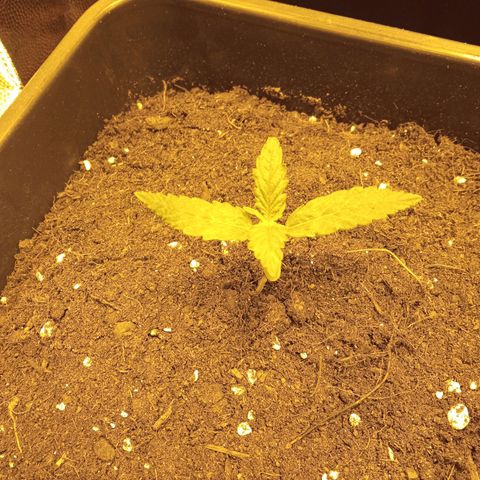 Gorila glue auto growlog timeline photo