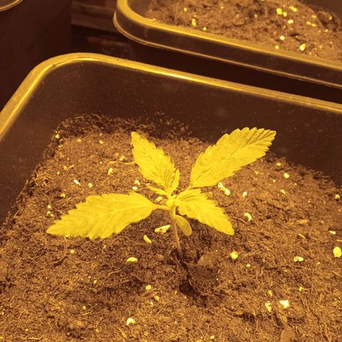 Gorila glue auto growlog timeline photo
