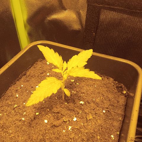 Gorila glue auto growlog timeline photo
