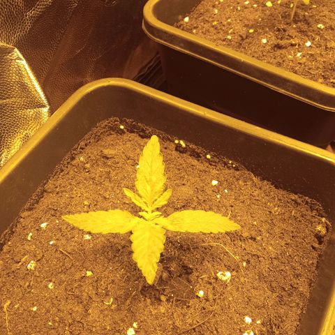 Gorila glue auto growlog timeline photo