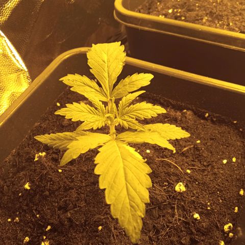 Gorila glue auto growlog timeline photo