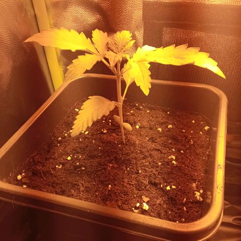 Gorila glue auto growlog timeline photo