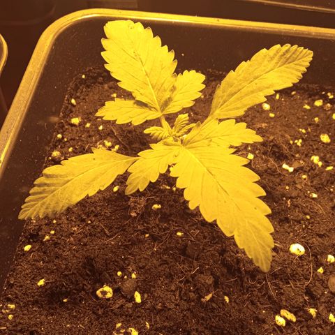 Gorila glue auto growlog timeline photo