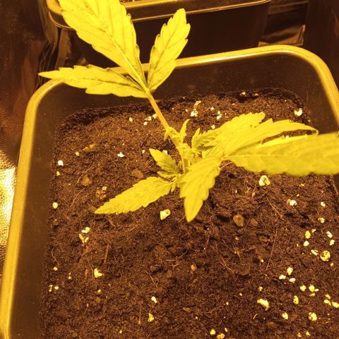 Gorila glue auto growlog timeline photo